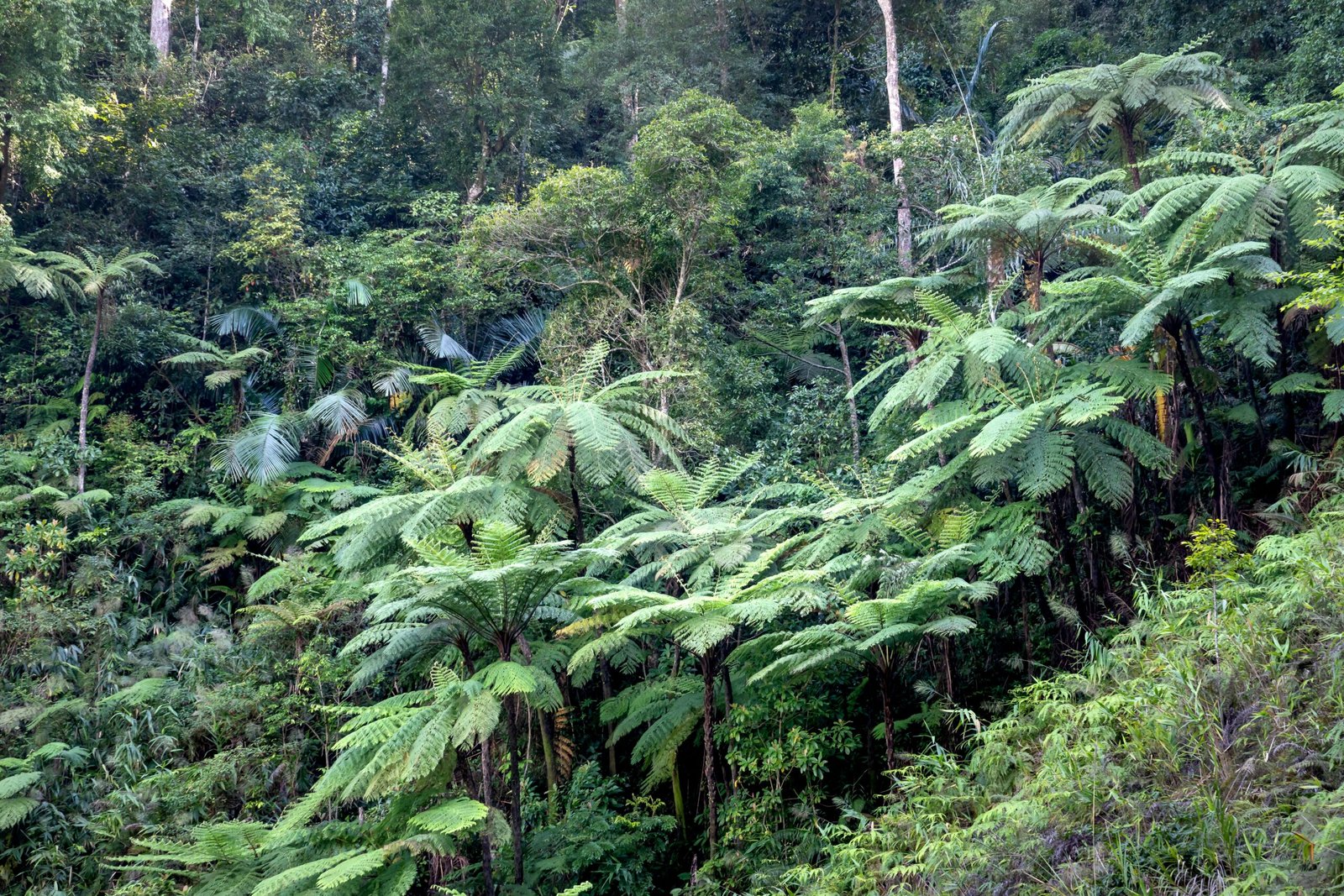 Explore the lush and verdant rainforest scene with towering ferns and diverse foliage, creating a vibrant natural landscape.
